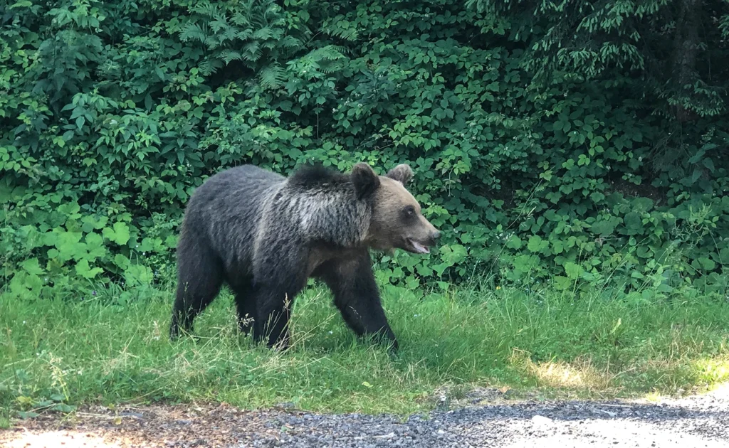 Niedźwiedź na trasie transfogarskiej